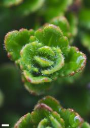 Veronica hookeriana. Leaves and stem apex. Scale = 1 mm.
 Image: P.J. Garnock-Jones © P.J. Garnock-Jones CC-BY-NC 3.0 NZ